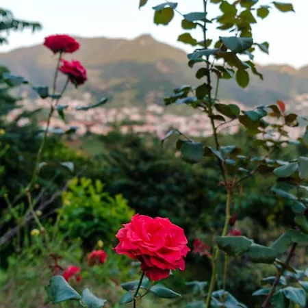 Guestready - A Charming Experience In Madeira Apartament
