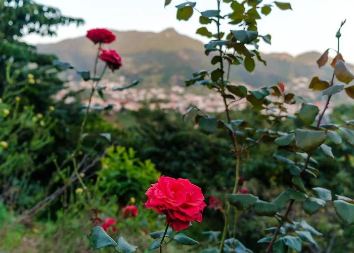 Guestready - A Charming Experience In Madeira Apartamento